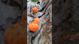 Cinnabar Polypore Saprophytic Fungus mobilephotography nature [upl. by Eiramacissej]