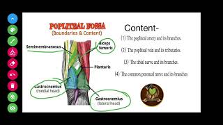 Popliteal Fossa Boundaries amp Content AIAPGET  MO Anatomy [upl. by Arec98]