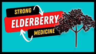 The Surprising Health Benefits of Elderberry Herb of the month [upl. by Haeli214]