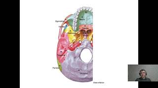 Ossos da cabeça  aula 1 [upl. by Edik823]