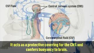 Cerebro Spinal Fluid  Functions amp Chemical Coordination [upl. by Kizzie]