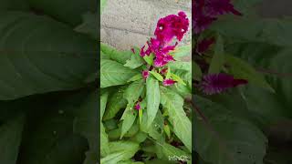 సీతమ్మ వారి జాడ గంటలు మొక్క🌸 English lo celosia flower seethamma vari jada gantalu plant ☘️ [upl. by Vanderhoek]