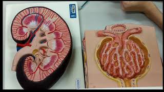 Histologia do rim Modelo sintético [upl. by Aynwad191]