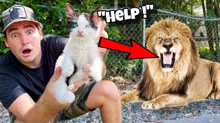 RESCUED KITTEN FOUND IN LION ENCLOSURE  WILL SHE SURVIVE [upl. by Yenetruoc]