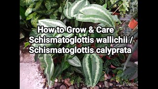 How to Grow amp Care Schismatoglottis wallichii  Schismatoglottis calyprata Plant [upl. by Yentyrb]