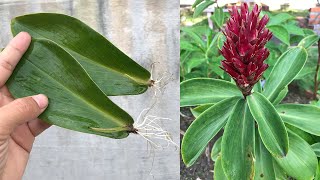 Tips for propagating Costus speciosus from leaves [upl. by Miyasawa41]