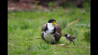 Baby Plovers Come Home [upl. by Ecnarrot]