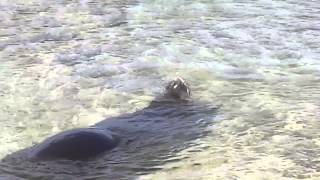 Monk Seal Vocalization Juvenile Male [upl. by Meibers]