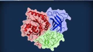 Biochimica strutturale  Proteine ed enzimi [upl. by Furey]