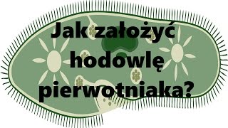 Hodowle karmowe Jak założyć hodowlę pierwotniaka [upl. by Leasi]