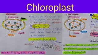 chloroplast structure  chloroplast functions  chloroplast structure and functions [upl. by Inalak713]