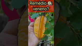 Carambola é PERIGOSO para a saúde Comer Carambola faz mal carambola perigosdacambola [upl. by Kcaz]