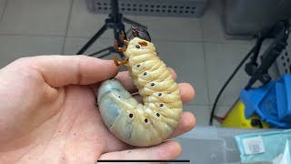 Hercules beetle lifecycle [upl. by Blus]