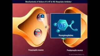 Mechanisms of Action of 5 HT amp NEReuptake Inhibitor [upl. by Lange]