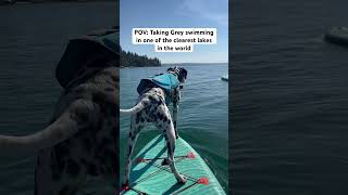 Grey goes swimming in one of the clearest lake in the world dogshorts doglife [upl. by Dehsar]