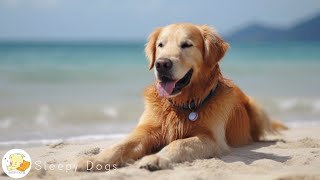 Dog Music  Relaxing Sounds for Dogs with Anxiety Helped 4 Million Dogs Worldwide [upl. by Josie]