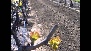 A Day in the Life of a Grape Bud Break  Columbine Vineyards [upl. by Ettezzil155]