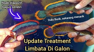 UPDATE TREATMENT LIMBATA DI GALON HASILNYA MELEBIHI EKSPETASI [upl. by Lynnworth114]