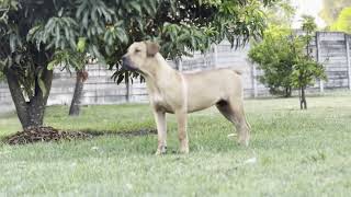 Real Boerboels  Adventurous Boerboel Puppies Encounter Garden Surprises 8 Months Old [upl. by Hara]