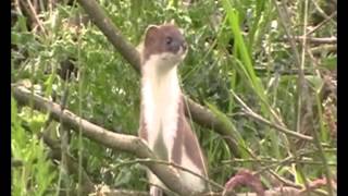 Ruths Stoatsavi [upl. by Duane951]