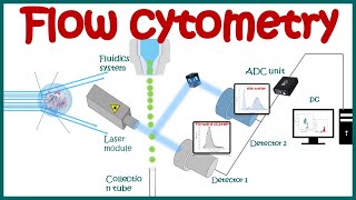 Flow cytometry  basic principles  What the use of flow cytometry   Cell sorting by FACS [upl. by Nueovas]