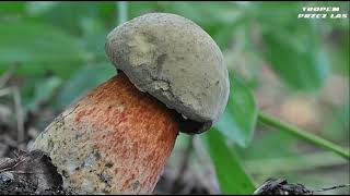 Borowik Ponury  Boletus luridus  Atlas Grzybów  Mushroom Atlas [upl. by Akem630]