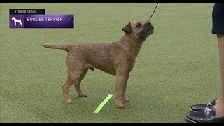 Border Terriers Breed Judging 2023 [upl. by Camellia]