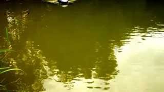 Anatec PAC carp fishing bait boat demo exclusive to baitboatsnet [upl. by Oirazan]