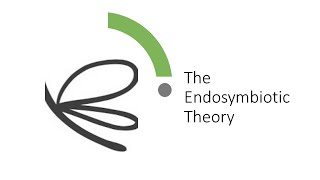 Evolution Endosymbiotic Theory [upl. by Adnawahs621]