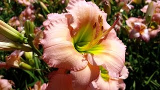 Best Perennials Hemerocallis Fairytale Pink Daylily [upl. by Garrard]