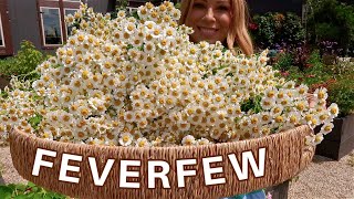 Feverfew HEALS WHAT Why We Grow It Healing Benefits How to Harvest amp How to Dry Garden How To [upl. by Onyx494]