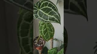 Anthurium Crystallinum silver 🥰 anthurium houseplants indoorplants plantcollection shorts [upl. by Vowel]