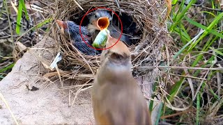 Nightingale Parents Feeding Their Hungry Chicks birdsandbaby8259 [upl. by Isolt]