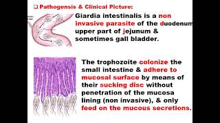 Giardia intestinalis [upl. by Burg]