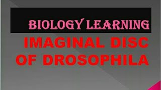 Dissection of Imaginal Discs from 3rd Instar Drosophila Larvae [upl. by Avrom569]