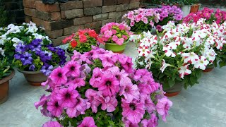 Petunia a great winter flower  how to grow and care with English subtitles [upl. by Sewellyn]