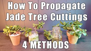 How To Propagate Jade  4 Ways and RESULTS [upl. by Nica685]