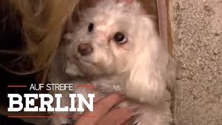 Dramatische Hundeentführung Wer ist der Hundehasser  Auf Streife  Berlin  SAT1 [upl. by Yeliw]