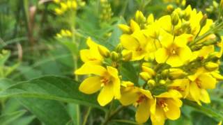 Garden Loosestrife Lysimachia Vulgaris  20120714 [upl. by Eintroc961]