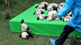 AWW SO CUTE BABY PANDAS Playing With Zookeeper  Funny baby pandas  Baby panda falling [upl. by Lubow]