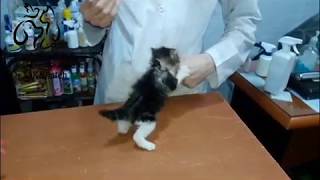 tiny angry cat at vet clinic [upl. by Reppep]