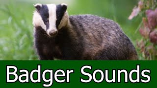 Badger Sounds amp Pictures  The Scream Of a Badger Learn the sound a Badger makes [upl. by O'Reilly]