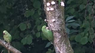 Rose ringed Parakeet foraging on mushrooms Halsbandparkiet foeragerend op paddestoelen Leiderdor [upl. by Bock]