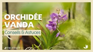 Comment entretenir une orchidée Vanda  Truffaut [upl. by Eimiaj]