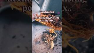 How to revitalise existing potting mix plants garden youtubeshorts newzealnd [upl. by Layol624]