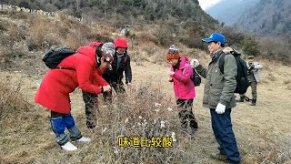 黄连素原来是从它的身上提取出来的，游山玩水也能学到很多知识。 [upl. by Naivat]