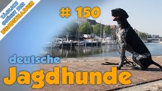 TGH 150 deutsche Jagdhunderassen  Hundeschule Stadtfelle [upl. by Wilinski]