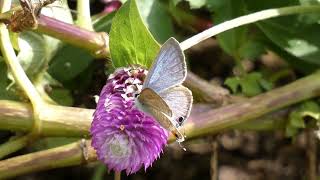 Longtailed Blue Butterfly Visits Globe Amaranth Flowers for Nectar [upl. by Tsui]