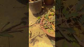 Mimosa pudica plant  Touch me not plant  youtube shorts viralshorts plants pudicha [upl. by Namor698]