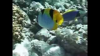 Chaetodon falcula  Blackwedged butterflyfish [upl. by Reichel]